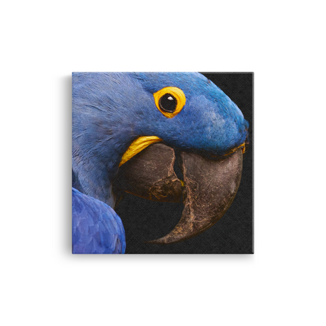 Tablou Canvas Animale Portret Papagal Galben Albastru