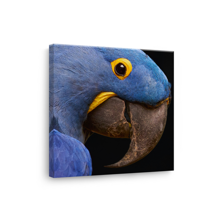 Tablou Canvas Animale Portret Papagal Galben Albastru