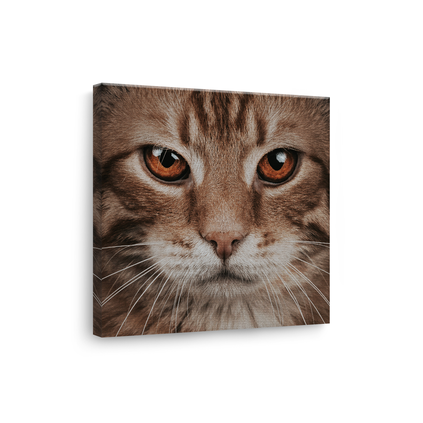 Tablou Canvas Animale Portret Pisică
