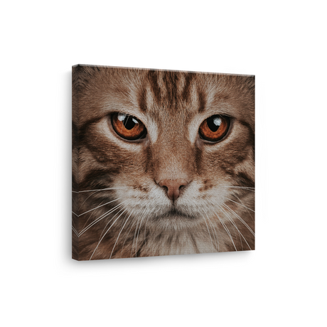 Tablou Canvas Animale Portret Pisică