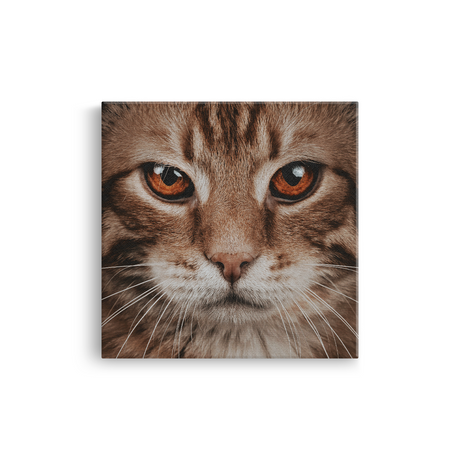 Tablou Canvas Animale Portret Pisică