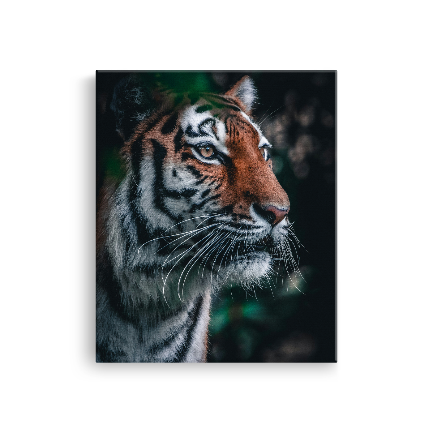 Tablou Canvas Animale Portret Tigru