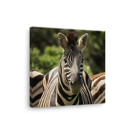Tablou Canvas Animale Portret Zebră în Junglă