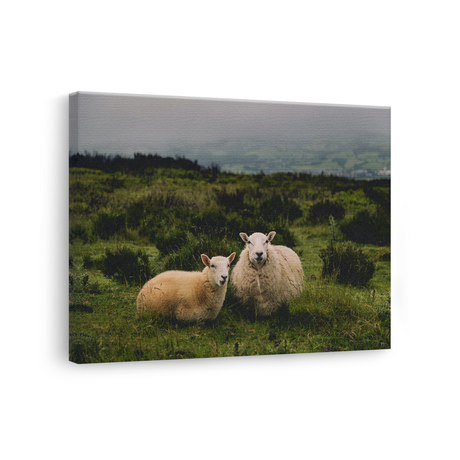 Tablou Canvas Animale Rustic cu Oi