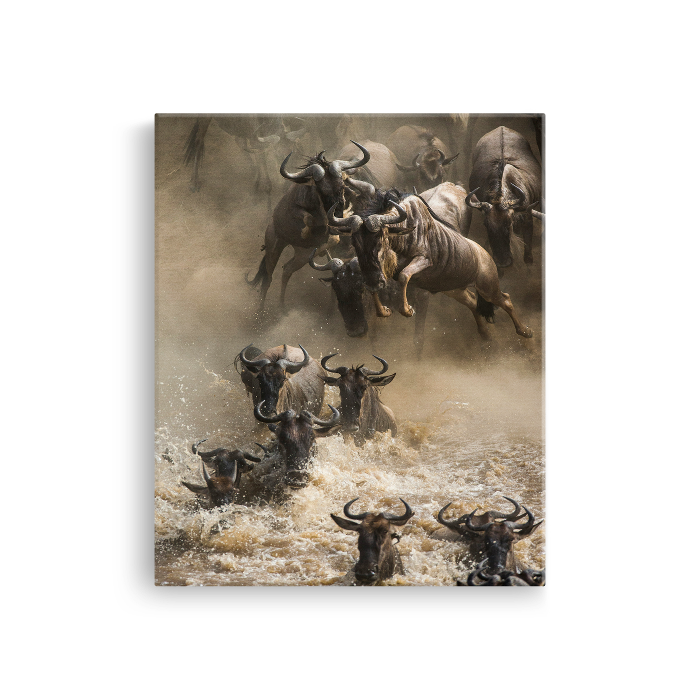 Tablou Canvas Animale Tauri în Râu