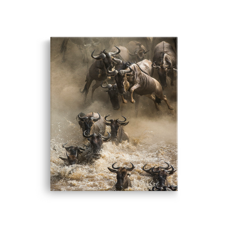 Tablou Canvas Animale Tauri în Râu