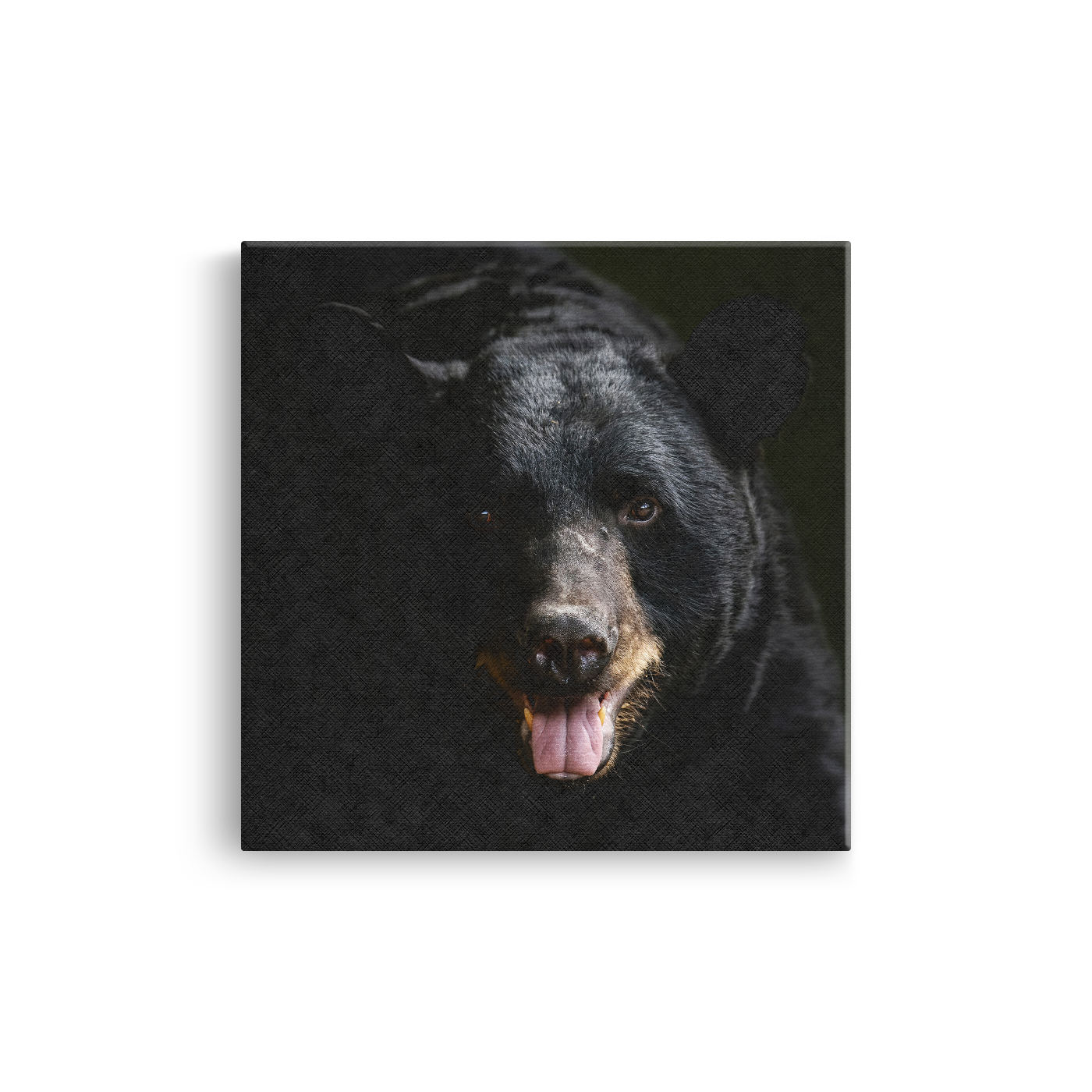 Tablou Canvas Animale Urs Negru în Habitat Natural