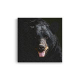 Tablou Canvas Animale Urs Negru în Habitat Natural
