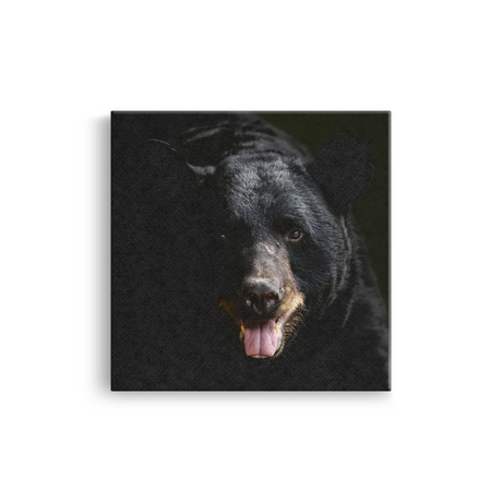 Tablou Canvas Animale Urs Negru în Habitat Natural