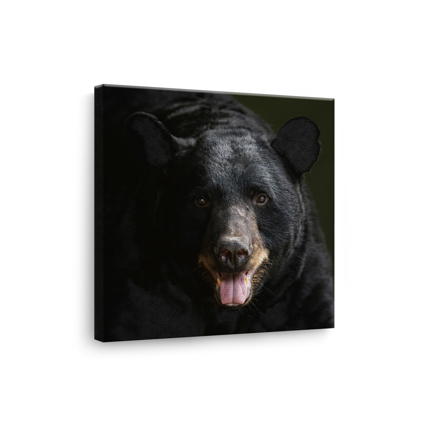 Tablou Canvas Animale Urs Negru în Habitat Natural