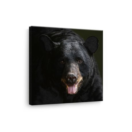 Tablou Canvas Animale Urs Negru în Habitat Natural