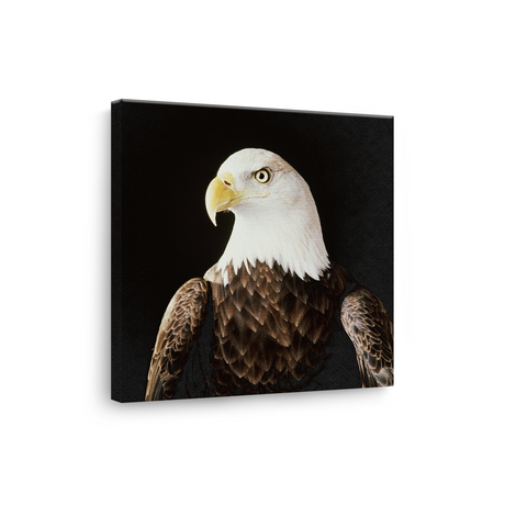 Tablou Canvas Animale Vultur Impunător