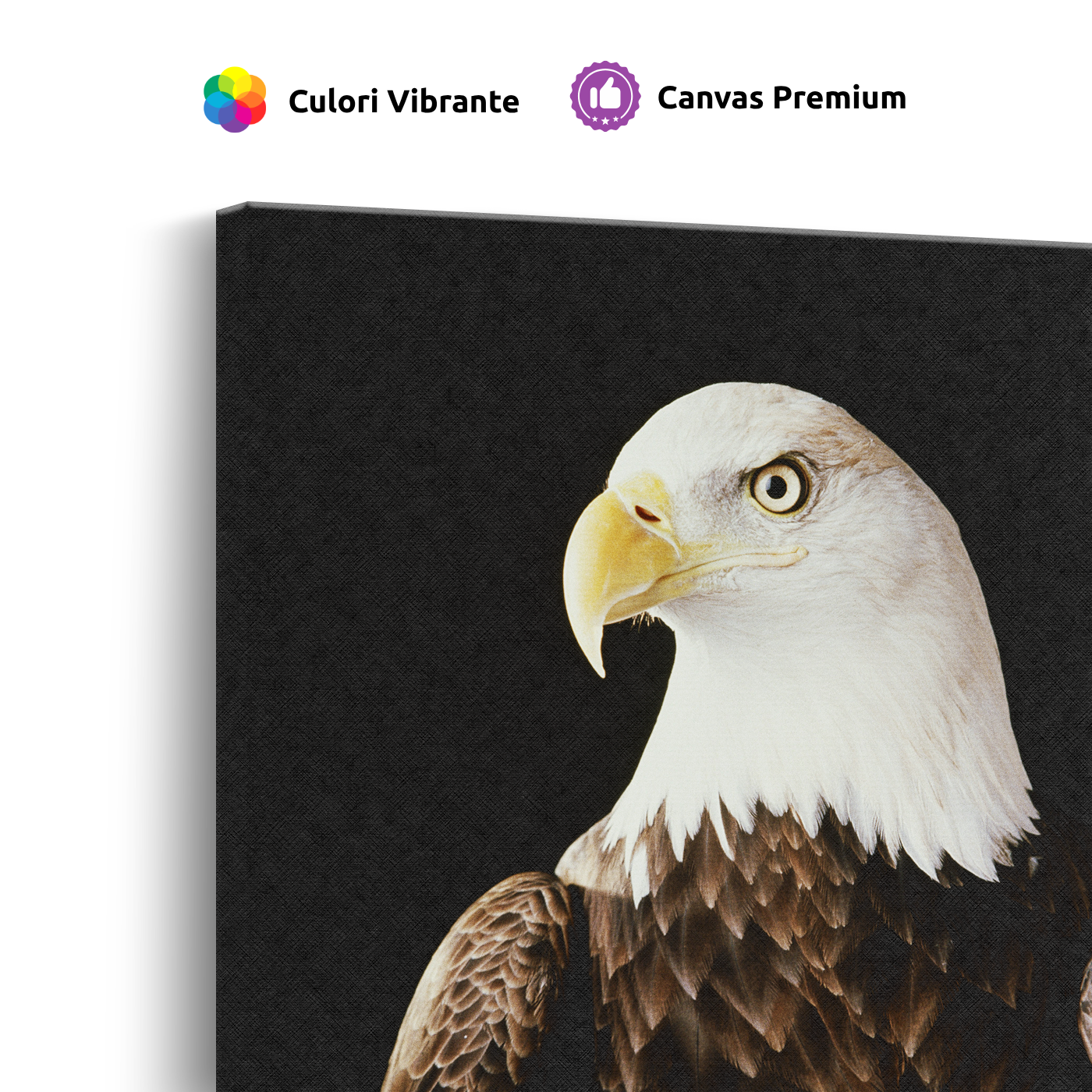 Tablou Canvas Animale Vultur Impunător