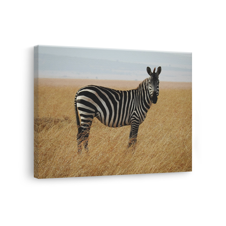 Tablou Canvas Animale Zebră Habitat Natural
