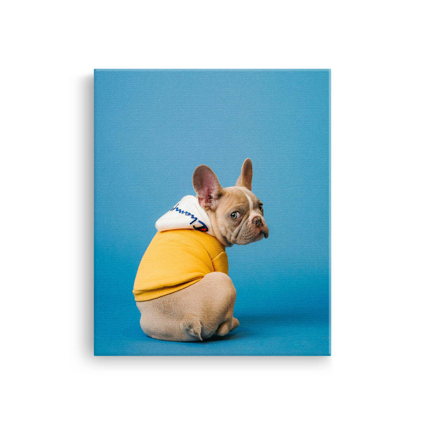 Tablou Canvas Bulldog Francez Stil Urban, Artă Contemporană, Galben-Albastru