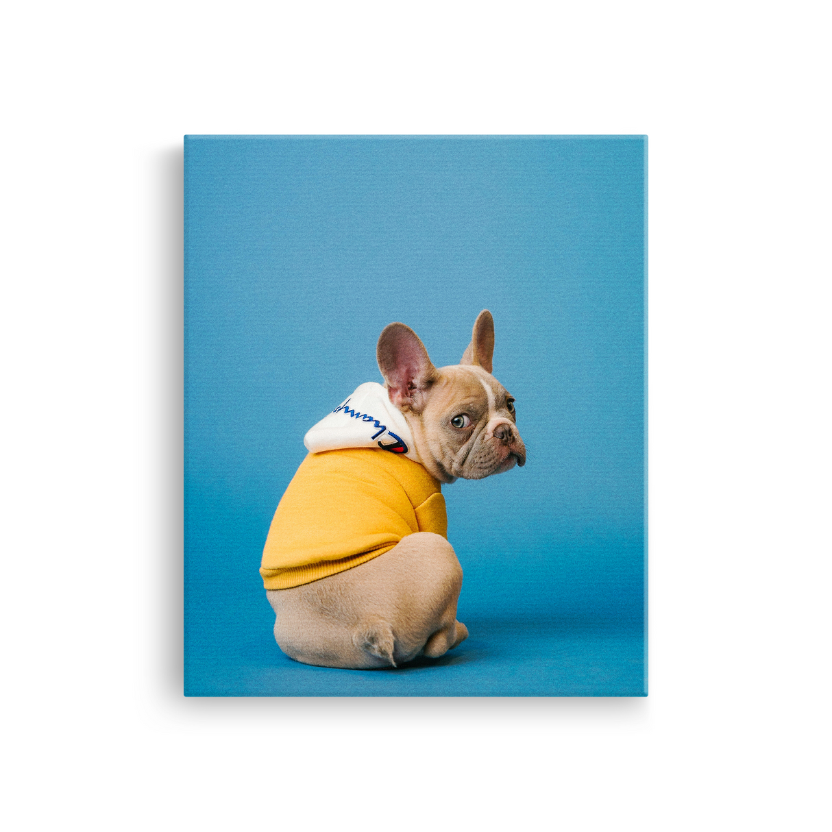 Tablou Canvas Bulldog Francez Stil Urban, Artă Contemporană, Galben-Albastru