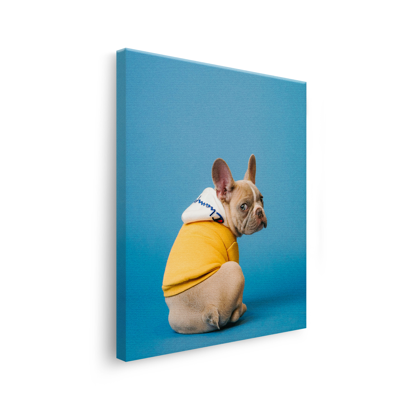 Tablou Canvas Bulldog Francez Stil Urban, Artă Contemporană, Galben-Albastru