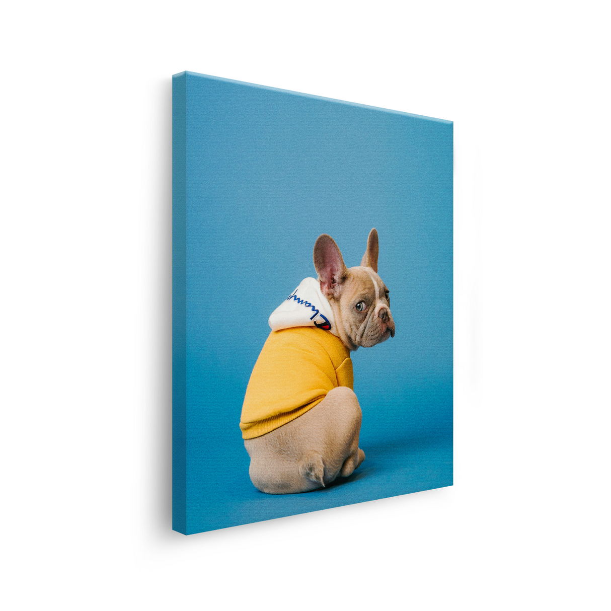 Tablou Canvas Bulldog Francez Stil Urban, Artă Contemporană, Galben-Albastru