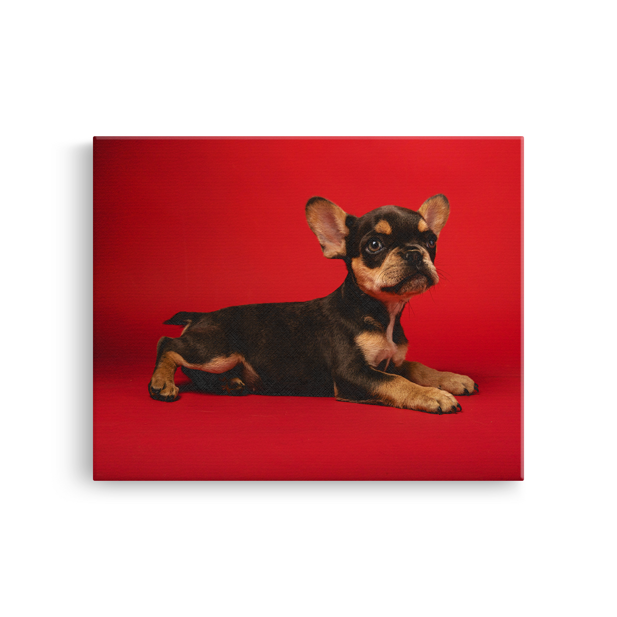 Tablou Canvas Cățel Chihuahua în Studio, Fotografie Canină, Roșu-Maro