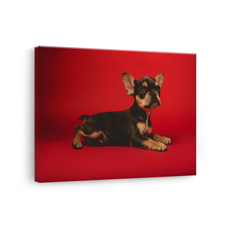 Tablou Canvas Cățel Chihuahua în Studio, Fotografie Canină, Roșu-Maro