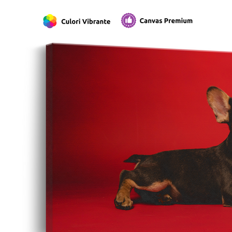 Tablou Canvas Cățel Chihuahua în Studio, Fotografie Canină, Roșu-Maro