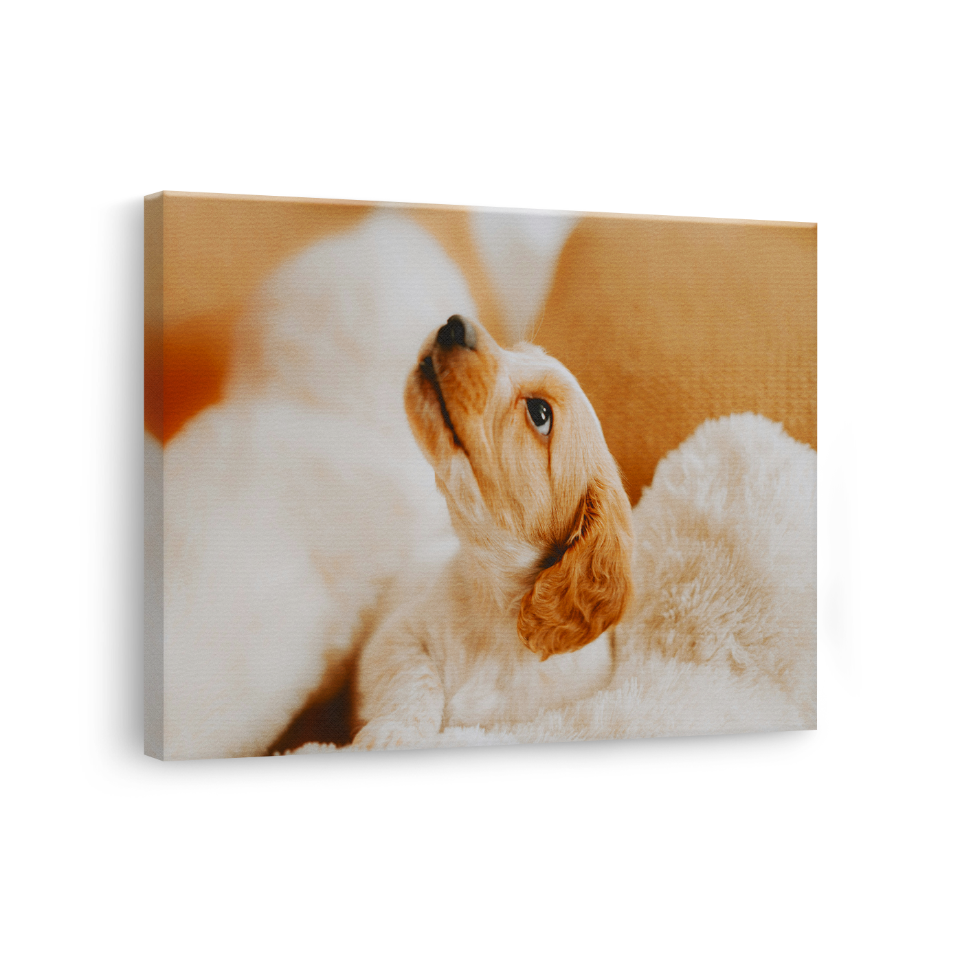 Tablou Canvas Cățel în Decor Cald, Fotografie Canină, Bej-Crem