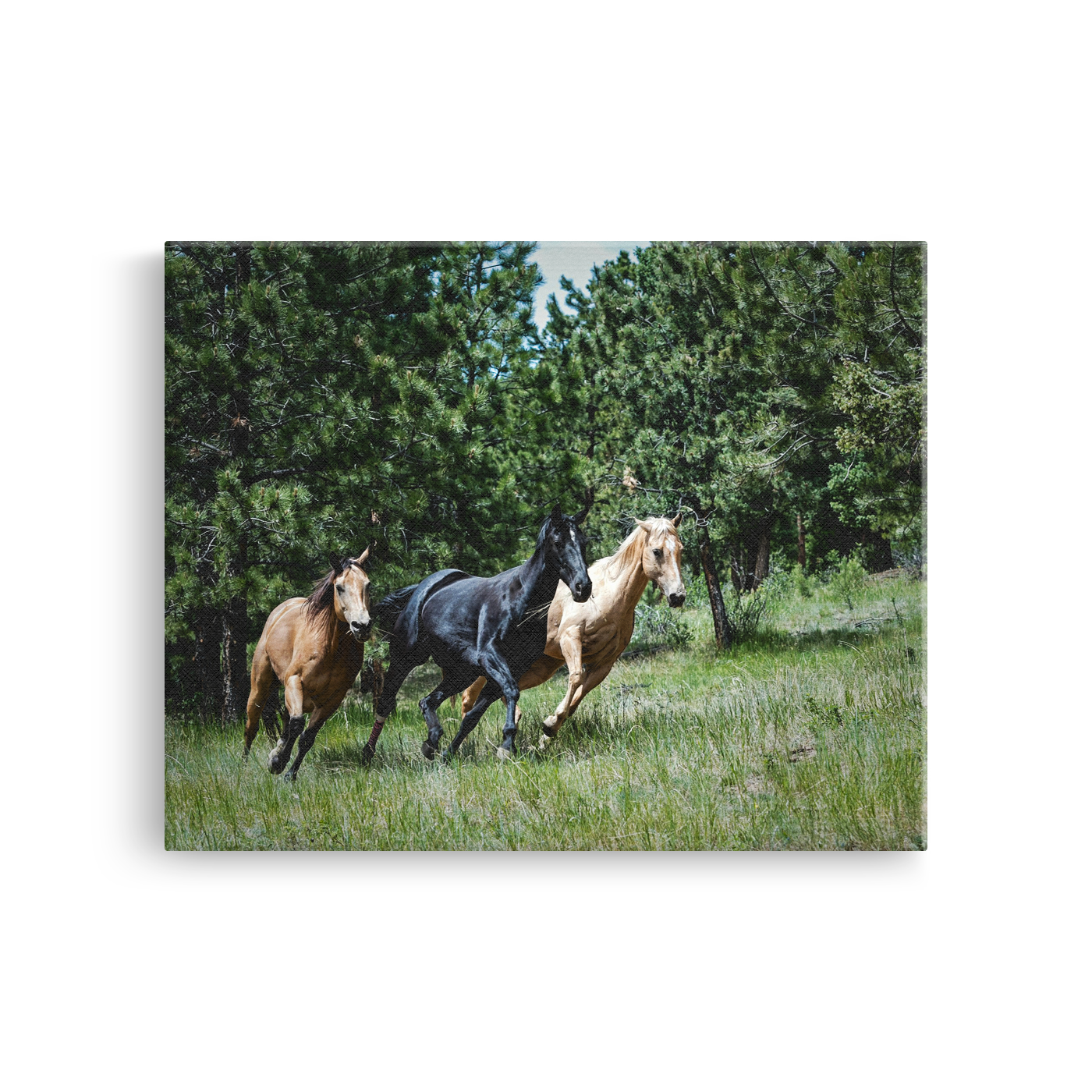 Tablou Canvas Cai în Galop, Natură Sălbatică, Verde