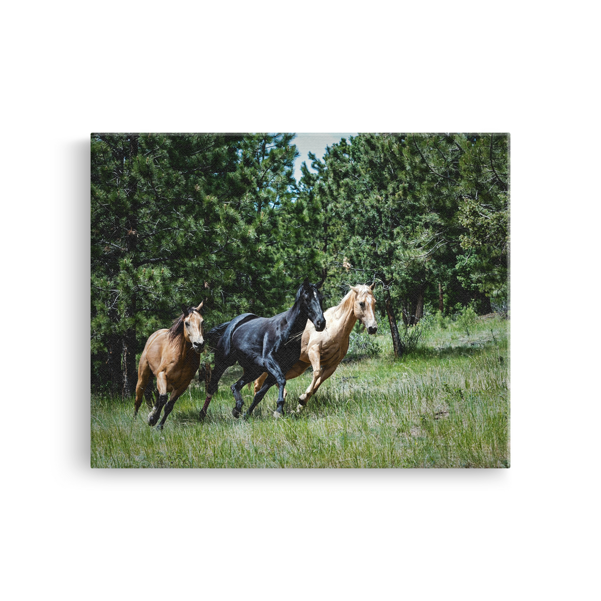 Tablou Canvas Cai în Galop, Natură Sălbatică, Verde