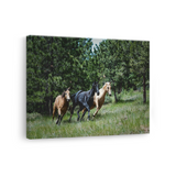 Tablou Canvas Cai în Galop, Natură Sălbatică, Verde
