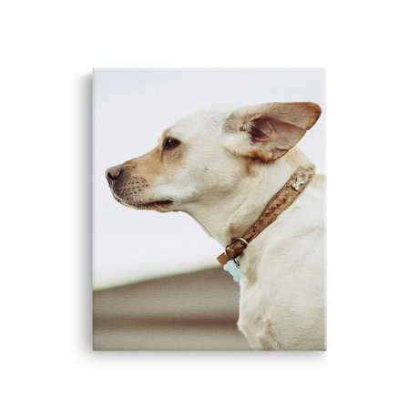 Tablou Canvas Câine Privind în Zare, Fotografie Canină, Bej