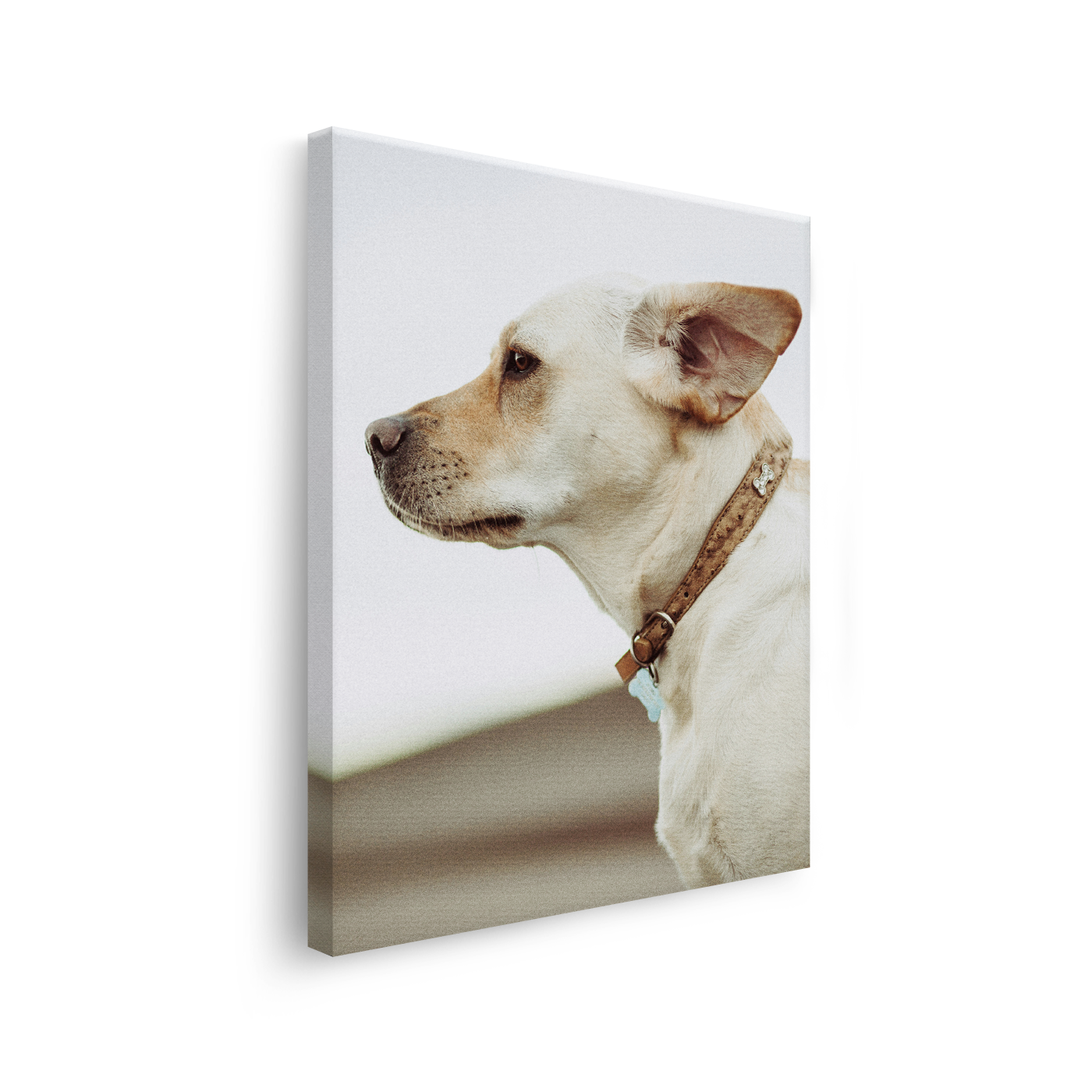 Tablou Canvas Câine Privind în Zare, Fotografie Canină, Bej