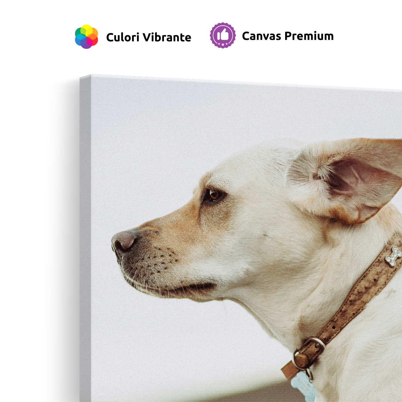Tablou Canvas Câine Privind în Zare, Fotografie Canină, Bej