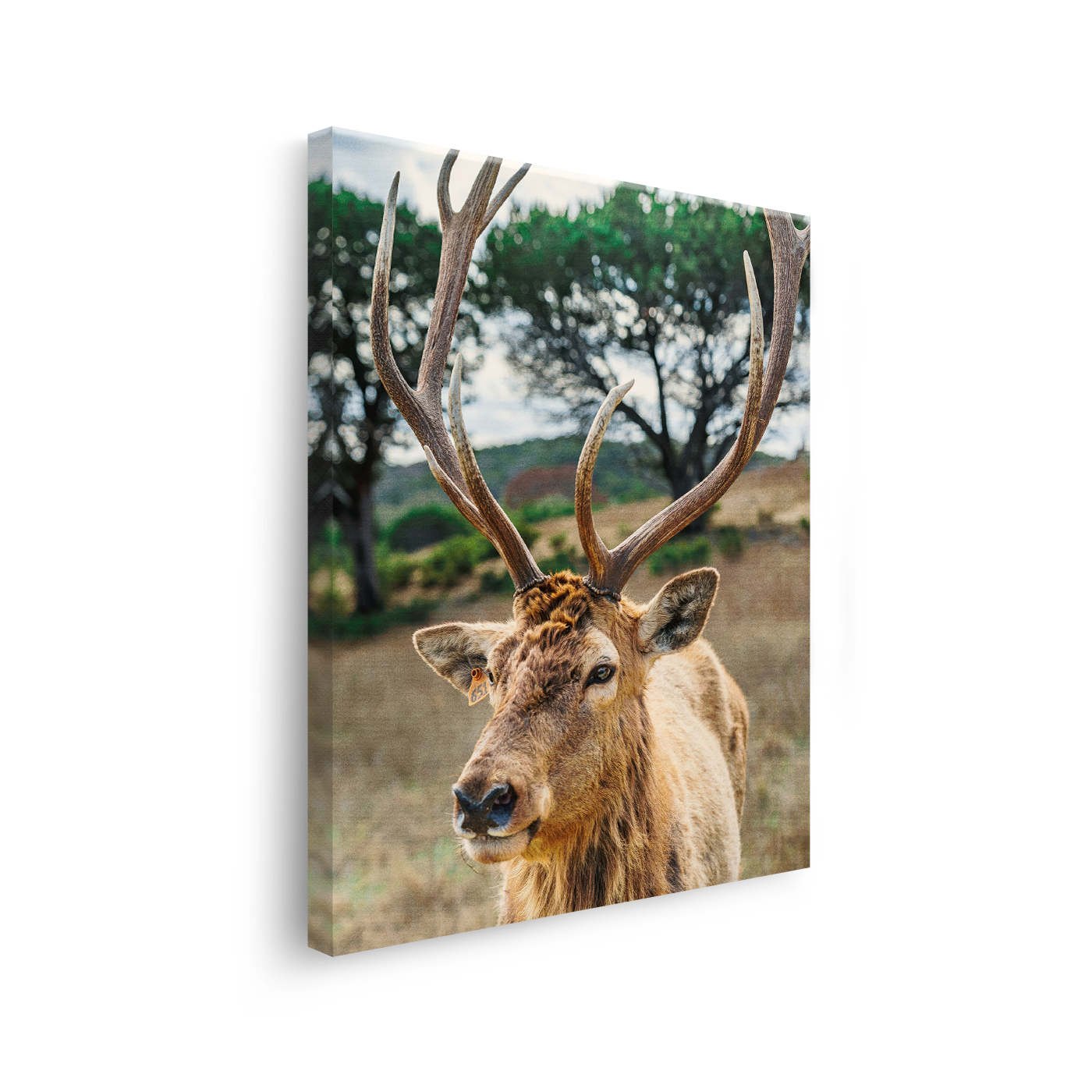 Tablou Canvas Cerb Impunător, Decor Rustic, Maro-Verde
