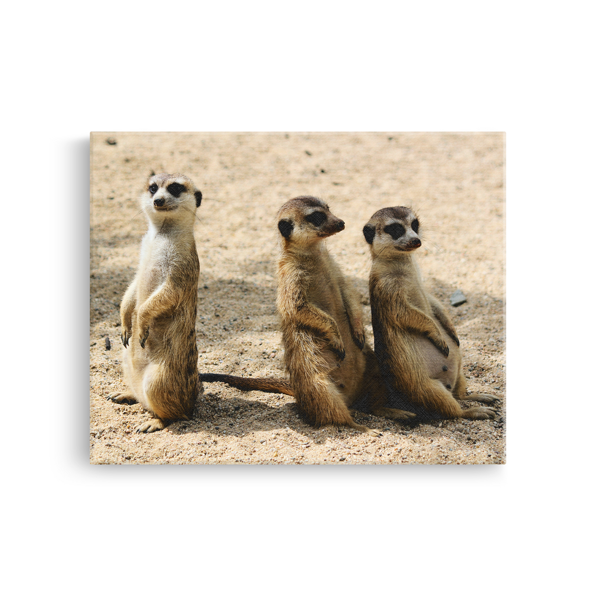 Tablou Canvas Familie de Suricate, Wildlife, Bej-Maro