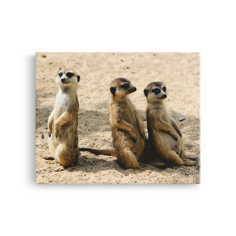 Tablou Canvas Familie de Suricate, Wildlife, Bej-Maro