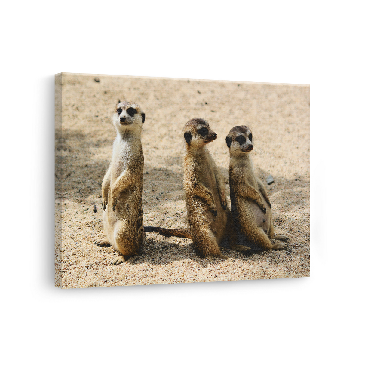 Tablou Canvas Familie de Suricate, Wildlife, Bej-Maro