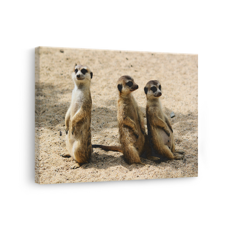 Tablou Canvas Familie de Suricate, Wildlife, Bej-Maro