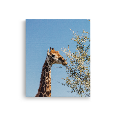 Tablou Canvas Girafă în Savana sub Cer Senin, Natură Africană, Maro-Albastru