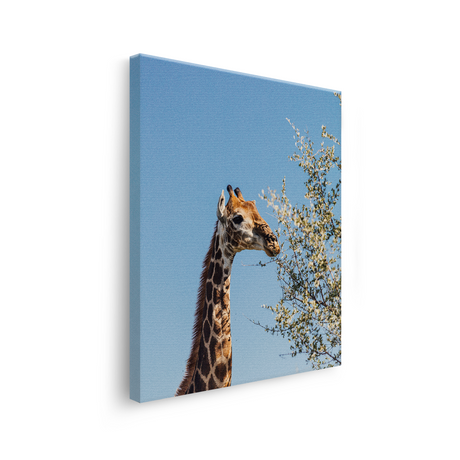 Tablou Canvas Girafă în Savana sub Cer Senin, Natură Africană, Maro-Albastru
