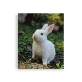 Tablou Canvas Iepuraș Alb în Grădină, Fotografie Animală, Alb-Verde