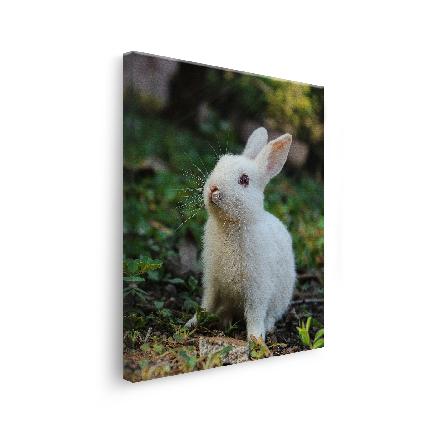 Tablou Canvas Iepuraș Alb în Grădină, Fotografie Animală, Alb-Verde