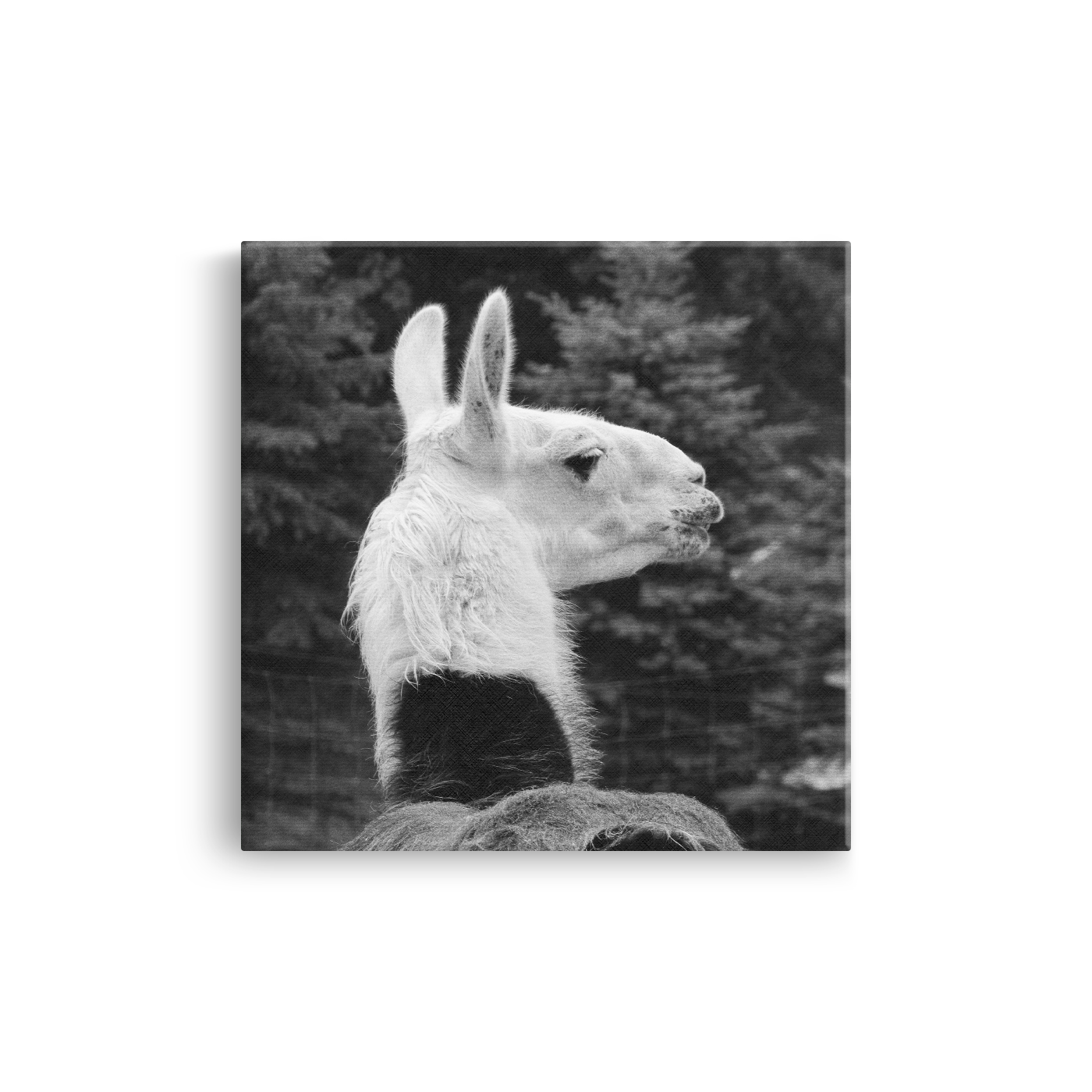 Tablou Canvas Lamă în Profil, Fotografie Artistică Monocromă, Alb-Negru
