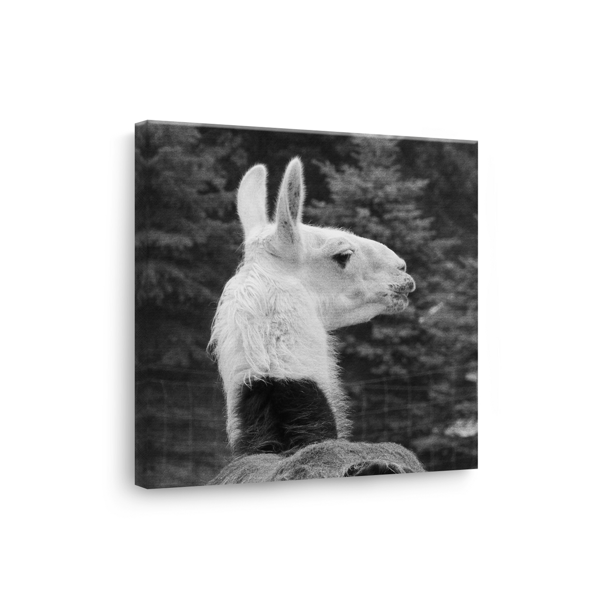 Tablou Canvas Lamă în Profil, Fotografie Artistică Monocromă, Alb-Negru