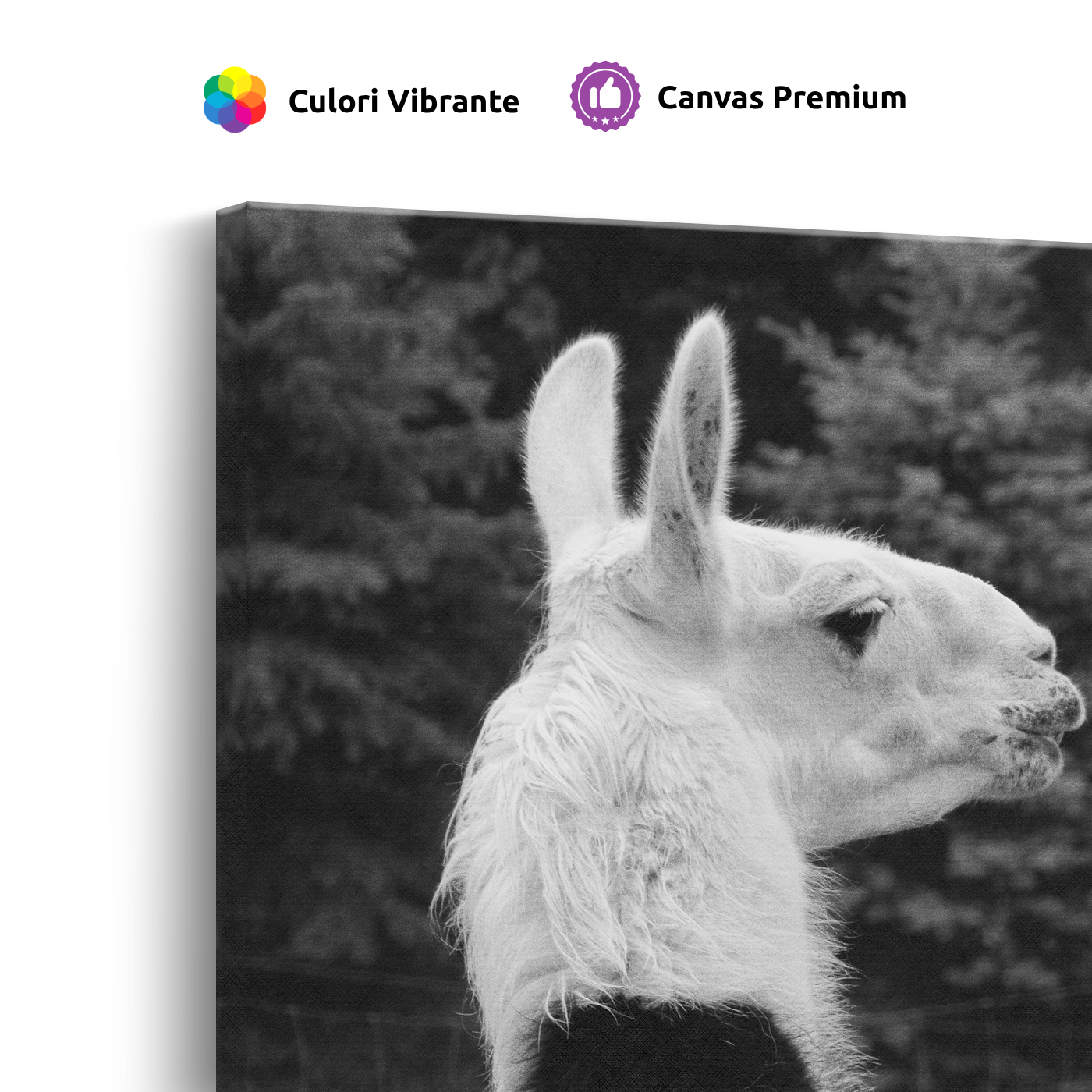 Tablou Canvas Lamă în Profil, Fotografie Artistică Monocromă, Alb-Negru