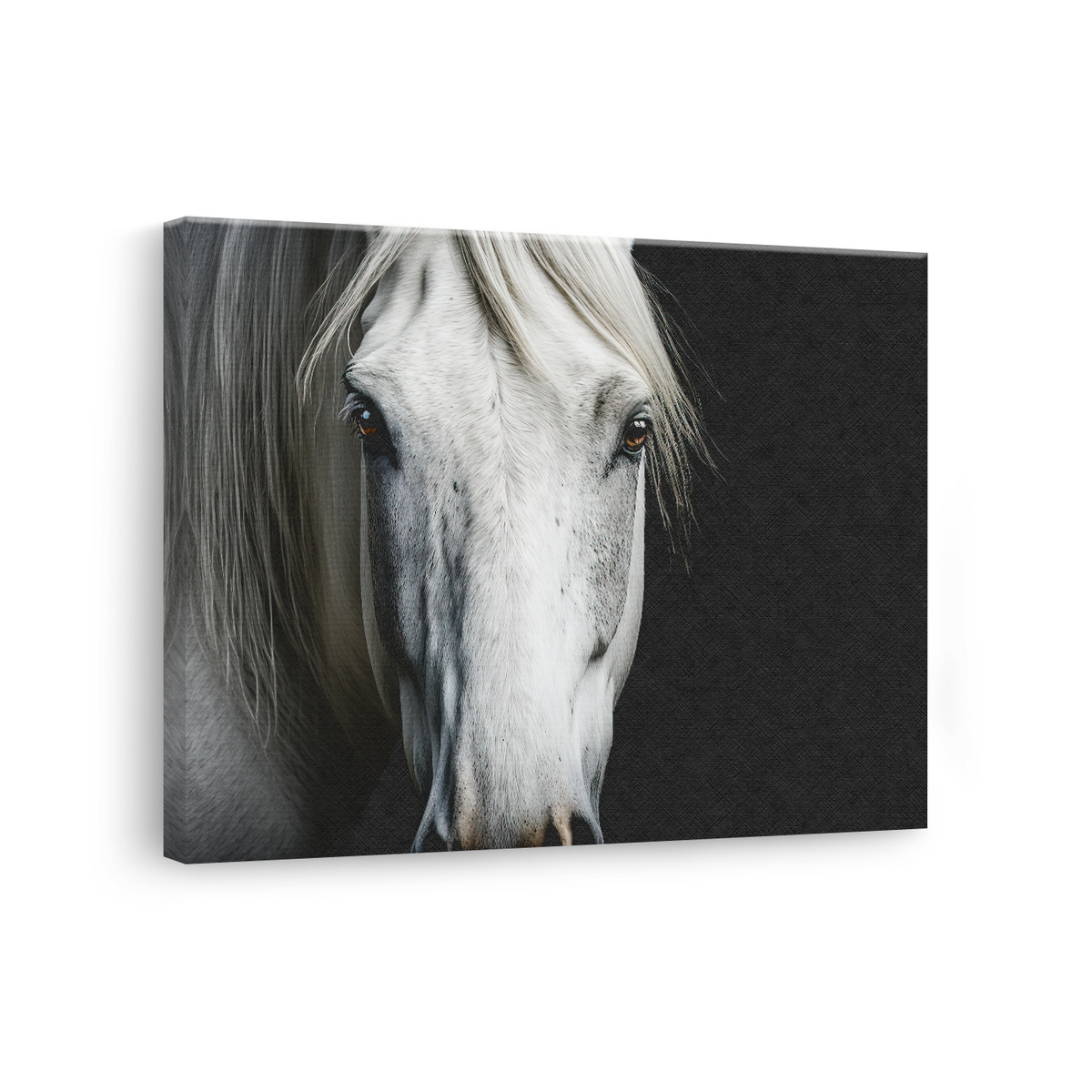 Tablou Canvas Noblețea unui Cal Alb - IPCVBW-546-3