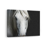Tablou Canvas Noblețea unui Cal Alb - IPCVBW-546-3