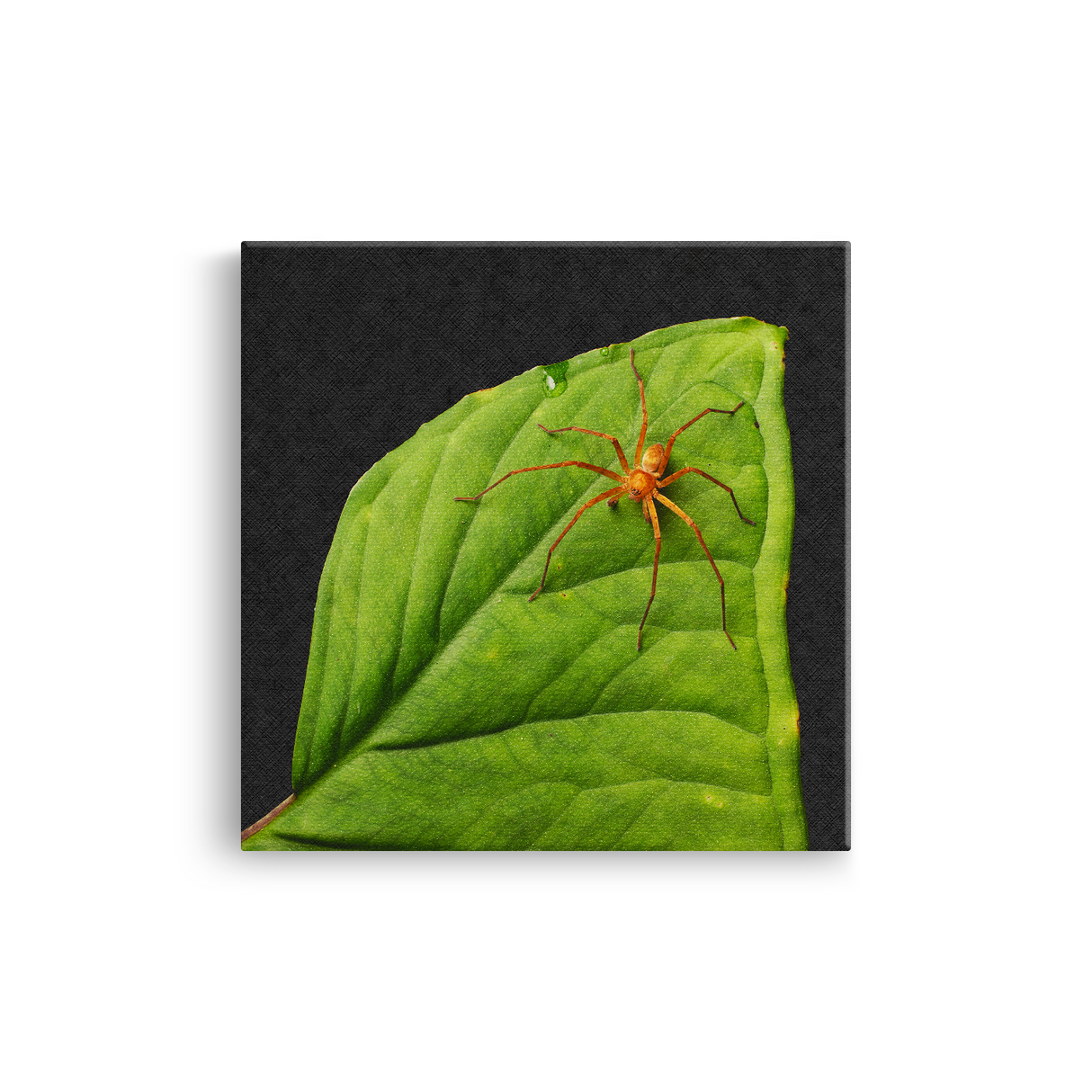 Tablou Canvas Păianjen pe Frunză Tropicală, Stil Fotografic Macro, Verde-Portocaliu