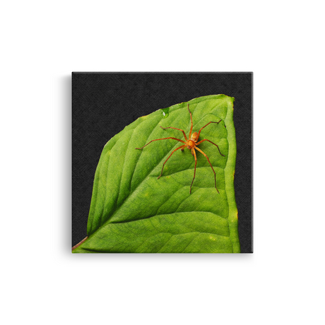 Tablou Canvas Păianjen pe Frunză Tropicală, Stil Fotografic Macro, Verde-Portocaliu
