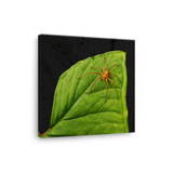 Tablou Canvas Păianjen pe Frunză Tropicală, Stil Fotografic Macro, Verde-Portocaliu