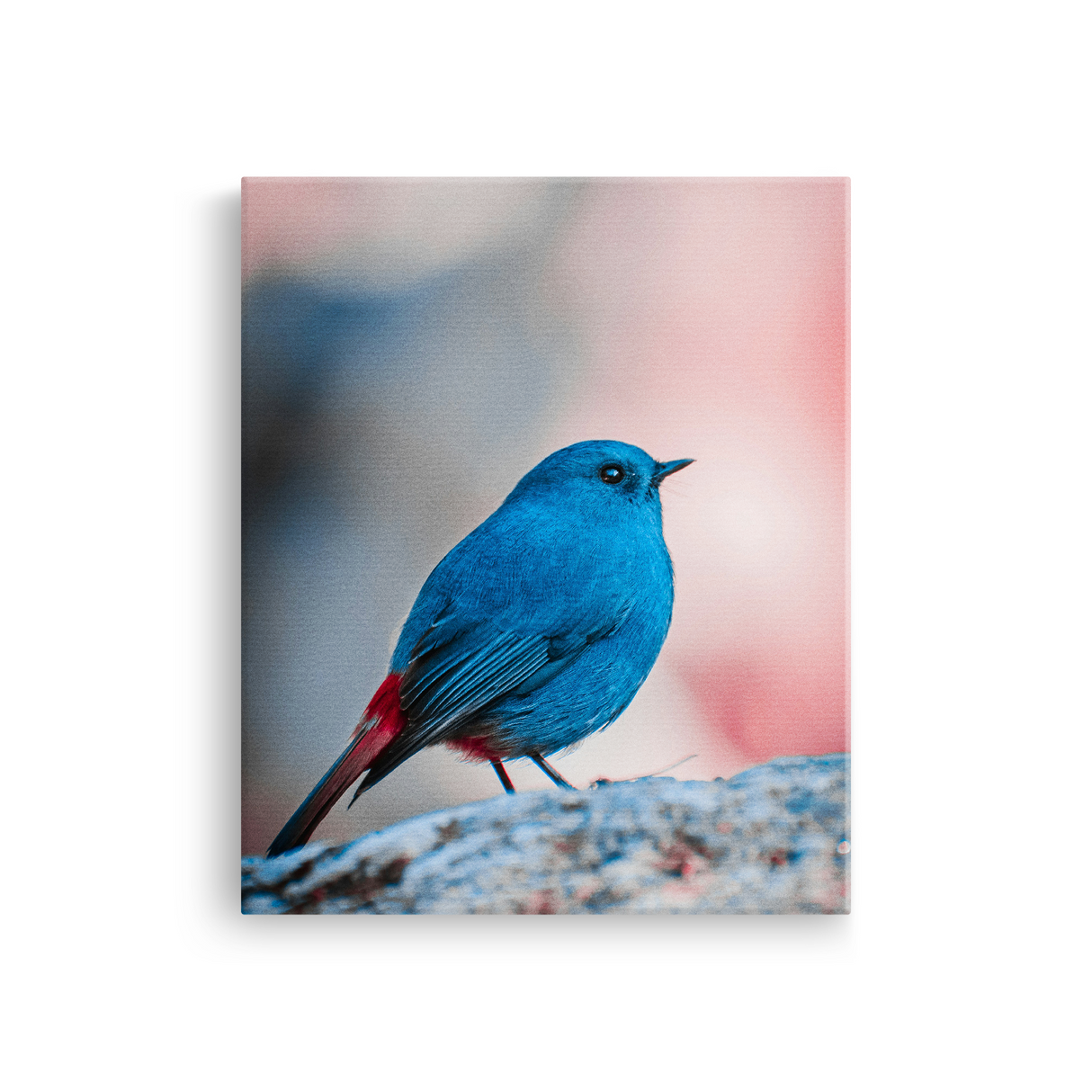 Tablou Canvas Pasăre Albastră cu Penaj Intens, Fotografie Artistică, Albastru-Roz